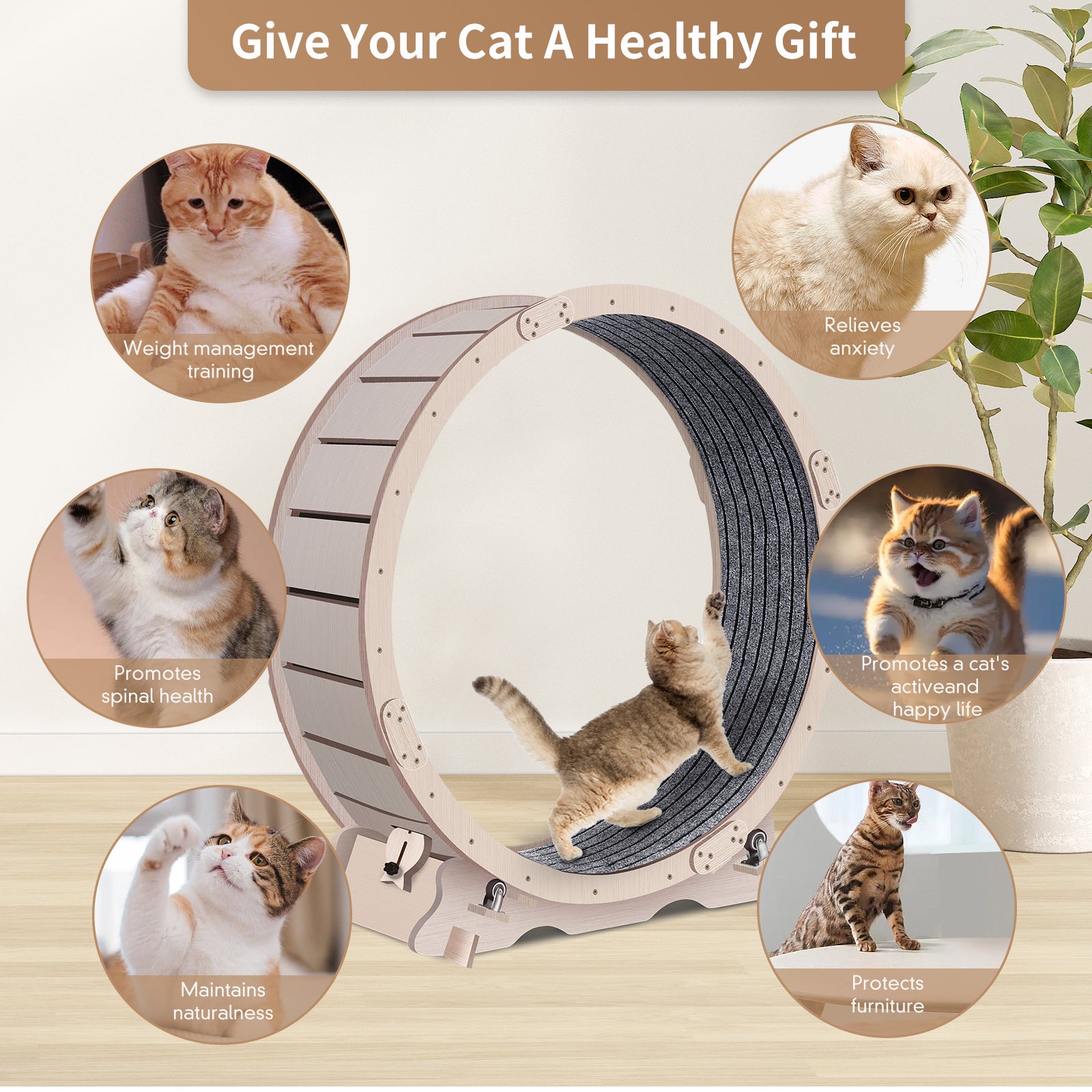 BABEECATS Cat Exercise Wheel , Cat Running Wheel with Carpeted Runway,